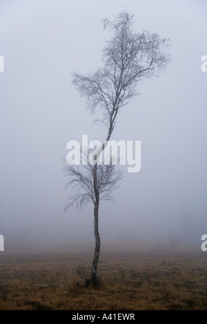 Un seul arbre dans un brouillard épais. Banque D'Images