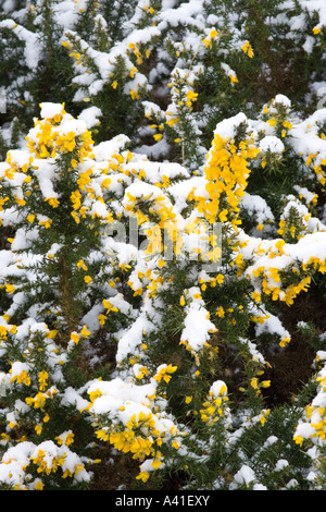 La neige a couvert l'ajonc bush en fleurs. Banque D'Images