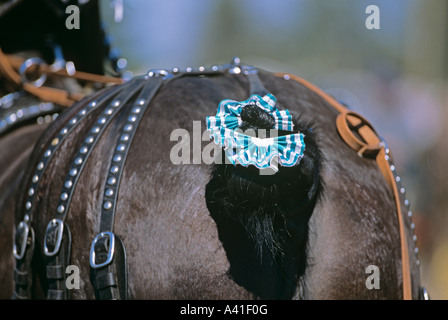 Cheval charrue habillé pour concours international de labour et exposition rurale Meaford (Ontario) Banque D'Images