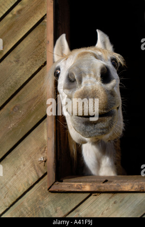 Un drôle de cheval blanc de regard museau Banque D'Images