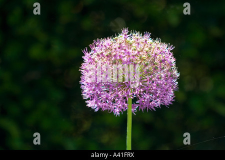 Fleur d'allium violet en pleine fleur sur fond sombre de feuillage vert.Gros plan Marco. Banque D'Images
