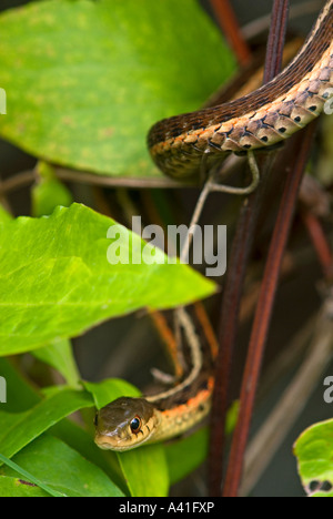 La couleuvre rayée (Thamnophis sirtalis) Ontario Banque D'Images