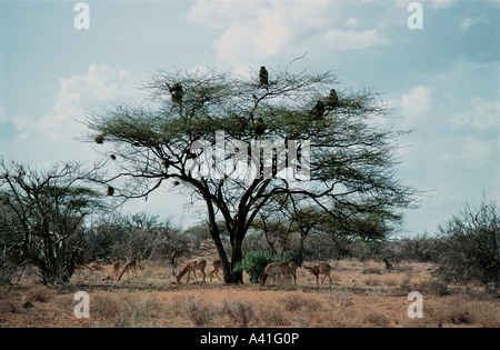 Un groupe de babouin Olive se nourrissant sur les coupelles de semences dans un acacia de la réserve nationale de Samburu, Kenya Afrique de l'Est Banque D'Images