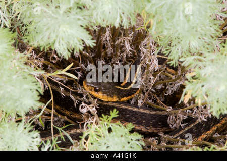 La couleuvre rayée (Thamnophis sirtalis) Ontario Banque D'Images