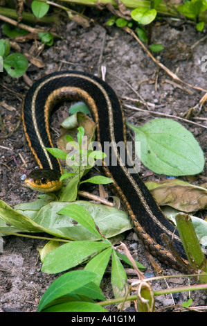 La couleuvre rayée (Thamnophis sirtalis) Ontario Banque D'Images