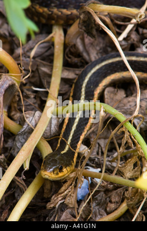 La couleuvre rayée (Thamnophis sirtalis) Ontario Banque D'Images