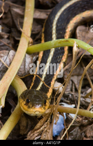 La couleuvre rayée (Thamnophis sirtalis) Ontario Banque D'Images