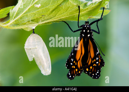 Le monarque (Danaus plexippus) est apparu à côté des ailes du gonflage adultes Ontario chrysallis vide Banque D'Images