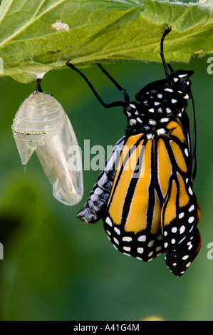 Le monarque (Danaus plexippus) est apparu à côté des ailes du gonflage adultes Ontario chrysallis vide Banque D'Images