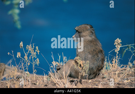 Jeune babouin Olive assis sur la rive de l'Uaso Nyiro dans la réserve nationale de Samburu, Kenya Afrique de l'Est Banque D'Images