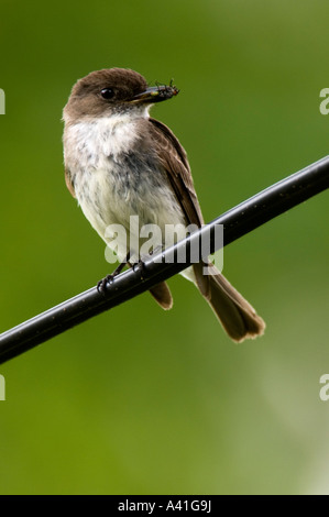 Moucherolle phébi (Sayornis phoebe) des profils avec les proies sur le fil de l'Ontario, près de nid Wanup Banque D'Images