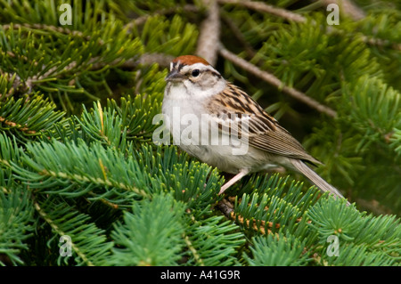 Bruant familier (Spizella passerina), de l'Ontario Banque D'Images