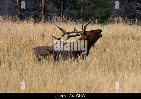 Le wapiti (Cervus elaphus) Stag brames Bull vocalise en rut d'automne Jasper National Park, Alberta, Canada Banque D'Images