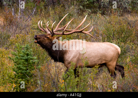 Le wapiti (Cervus elaphus) Stag Bull vocalisent pendant l'automne et l'affichage de brames rut Jasper National Park, Alberta, Canada Banque D'Images