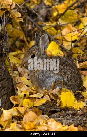 Nuttalls Nuttall (Sylvilagus nuttallii) tombé de manger les feuilles de peuplier à l'automne écrit le parc provincial de la pierre, de l'Alberta, Canada Banque D'Images