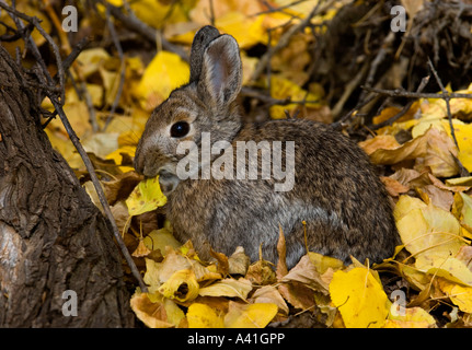 Nuttalls Nuttall (Sylvilagus nuttallii) tombé de manger les feuilles de peuplier à l'automne écrit le parc provincial de la pierre, de l'Alberta, Canada Banque D'Images