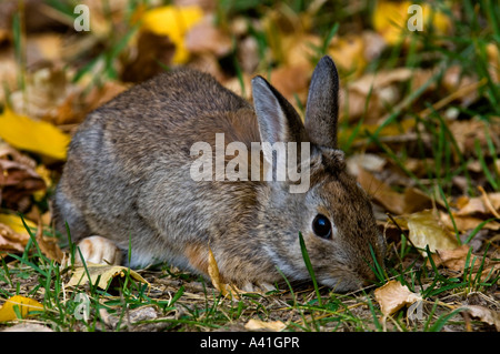 Nuttalls Nuttall (Sylvilagus nuttallii) tombé de manger les feuilles de peuplier à l'automne écrit le parc provincial de la pierre, de l'Alberta, Canada Banque D'Images