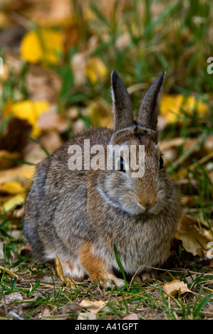 Nuttalls Nuttall (Sylvilagus nuttallii) tombé de manger les feuilles de peuplier à l'automne écrit le parc provincial de la pierre, de l'Alberta, Canada Banque D'Images