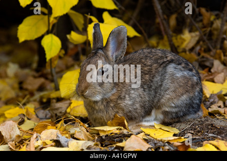 Nuttalls Nuttall (Sylvilagus nuttallii) tombé de manger les feuilles de peuplier à l'automne écrit le parc provincial de la pierre, de l'Alberta, Canada Banque D'Images