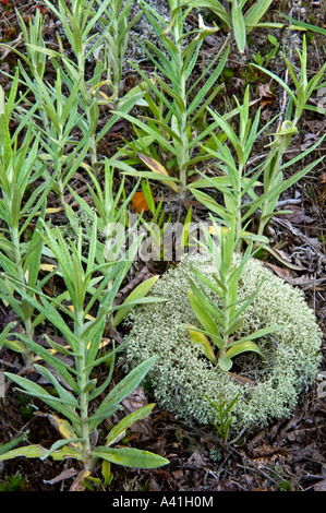 Pearly everlasting Anaphalis margaritacea (colonie) autour de touffe de lichen Cladonia rangiferina (Rennes), le Grand Sudbury, Ontario, Canada Banque D'Images