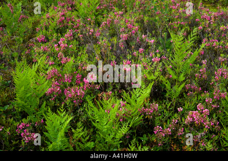 Kalmia à feuilles étroites (Kalmia angustifolia) floraison parmi les colonie de fougère aigle (Pteridium aquilinum), le Grand Sudbury, Ontario, Canada Banque D'Images