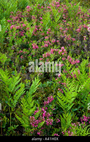 Kalmia à feuilles étroites (Kalmia angustifolia) floraison parmi les colonie de fougère aigle (Pteridium aquilinum), le Grand Sudbury, Ontario, Canada Banque D'Images