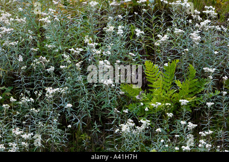 Fougères et pearly everlasting Anaphalis margaritacea (Killarney), Ontario, Canada Banque D'Images