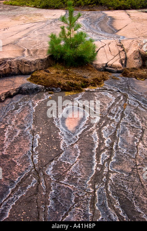 La communauté végétale bouclier canadien du pin blanc (Pinus strobus) et les roches colorées du parc provincial Killarney, Ontario, Canada Banque D'Images