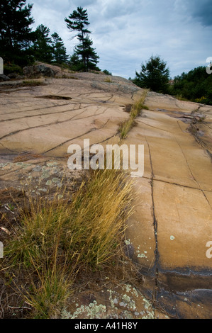 La communauté végétale bouclier canadien les graminées dans les fissures du Parc provincial Killarney, Ontario, Canada Banque D'Images