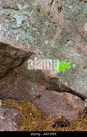 Petit arbuste à feuilles de plus en plus rocheux de granit fissure dans Killarney, Ontario, Canada Banque D'Images