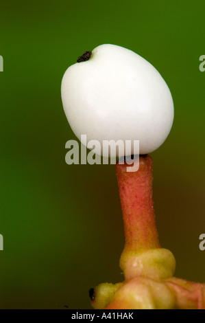 Le cornouiller stolonifère (Cornus stolonifera) petits fruits du Parc provincial Killarney, Ontario, Canada Banque D'Images