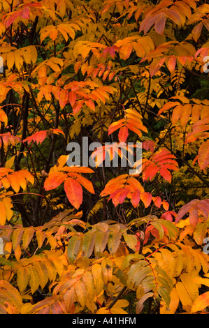 Les feuilles de frêne de montagne de l'Ouest (Sorbus scopulina) dans la couleur de l'automne le parc national Yoho, Colombie-Britannique, Canada Banque D'Images