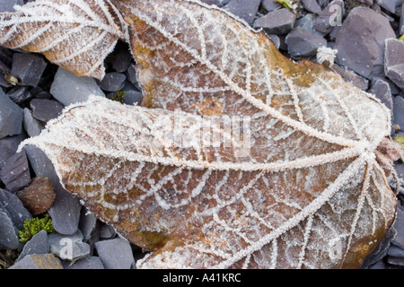Fallen Leaf givrée Banque D'Images