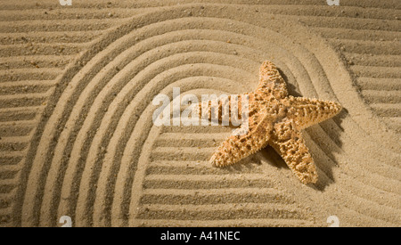 Libre d'étoiles de mer sur le sable Banque D'Images