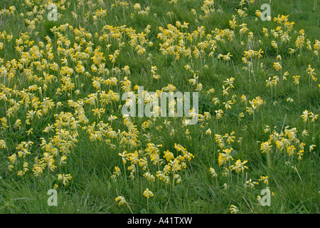 Coucou BLEU PRIMULA VERIS plantes croissant dans le pré Banque D'Images