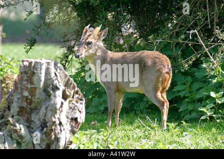 MUNTIACUS REEVESI MUNTJAC DEER BUCK STANDING DANS LA VÉGÉTATION Banque D'Images