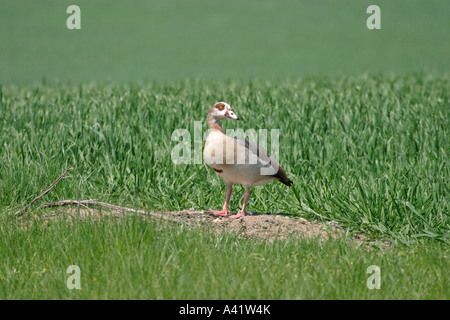 EGYPTIAN GOOSE Alopochen aegyptiacus SUR LE BORD DU CHAMP DE MAÏS Banque D'Images