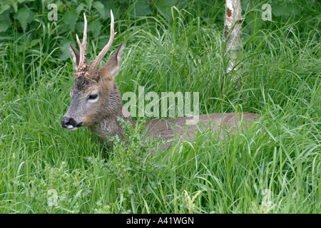 Le chevreuil capreolus capreolus BUCK LYING IN GRASS SV Banque D'Images