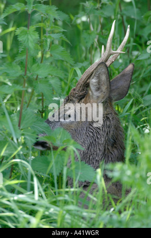 Le chevreuil capreolus capreolus BUCK DANS LA LONGUE HERBE SV Banque D'Images