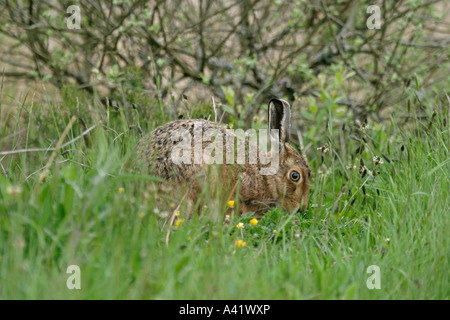 Lièvre BRUN LEPUS CAPENSIS DANS LA LONGUE HERBE MANGER SV CARMARTHENSHIRE Banque D'Images