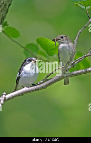 PIED FLYCATCHER FICEDULA HYPOLEUCA PAIRE SUR FV DIRECTION GÉNÉRALE Banque D'Images