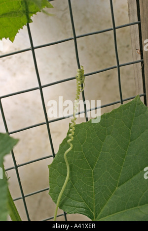 Le concombre CUCUMIS SATIVUS UTILISE VRILLES À GRIP PREND EN CHARGE Banque D'Images