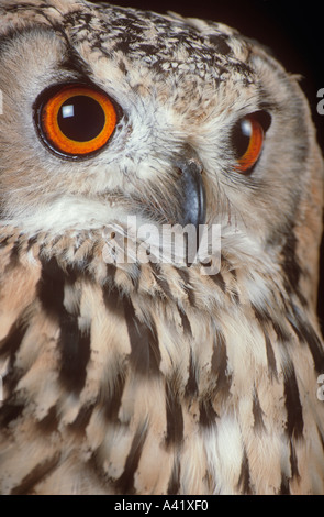 Bengal eagle owl Banque D'Images