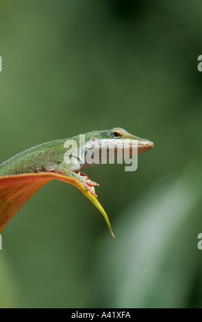 Anolis vert Banque D'Images