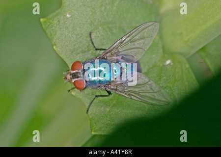 Bleue CALLIPHORA ERYTHROCEPHALA RESTE À PLAT Banque D'Images