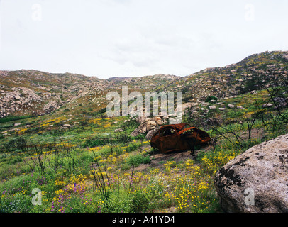 Blooming fleurs sauvages dans la région de Anza Borrego dump voiture altérée Banque D'Images