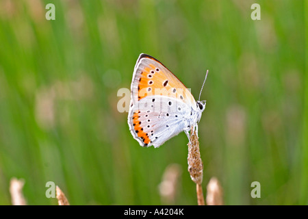 Grand papillon Lycaena dispar CUIVRE HOMME AU REPOS SV Banque D'Images