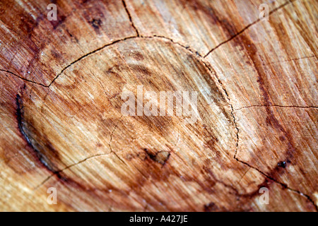 Close up cross section de bois bûche avec anneaux annuels visible Banque D'Images