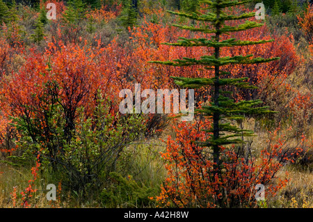 Le bouleau glanduleux à la couleur en automne avec des conifères, Jasper National Park, Alberta, Canada Banque D'Images