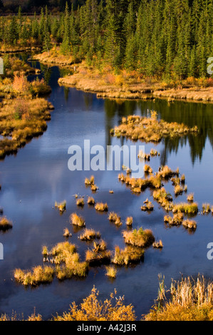 La couleur de l'automne dans et autour de zones humides d'Étangs Lacs Vermilion, Banff National Park, Alberta, Canada Banque D'Images